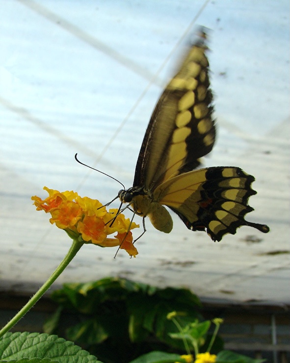 giant swallowtail